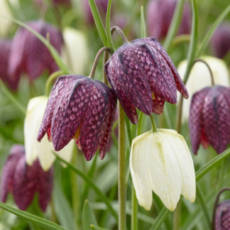 60x Fritillaria Meleagris Mix - Fritillaire pintade en mélange - Violet et Blanc - Bulbe naturalisant - Calibre 6/7
