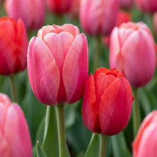 80x Tulipa Pink - Red - Tulipe rose et rouge - Rose et Rouge - Floraison printanière - Calibre 10/12