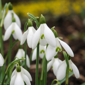 50x Galanthus Elwesii - Perce-neige géant de Turquie - Blanc - Floraison printanière - Calibre 5/6