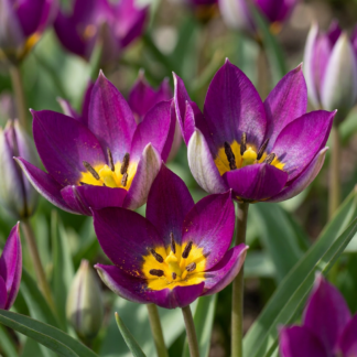 50x Tulipa Persian Pearl - Tulipe Persian Pearl - Violet - Floraison printanière - Calibre 6/7