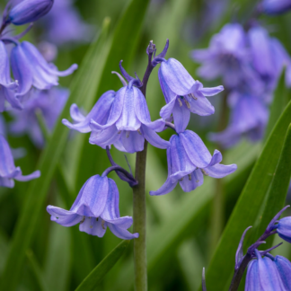 80x Hyacinthoides non Scripta - Jacinthe des bois - Bleu - Bulbe naturalisant - Calibre 7/8