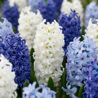 40x Hyacinthus Blu water mix - Jacinthe Blu water mix - Bleu - Floraison printanière - Calibre 14/15