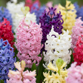 40x Hyacinthus mix - Jacinthe en mélange - Divers - Floraison printanière - Calibre 14/15
