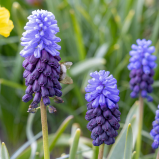 100x Muscari Latifolium - Muscari à larges feuilles - Bleu - Bulbe naturalisant - Calibre 5/6