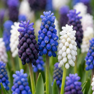 100x Muscari Magic mix - Muscari Magic mix - Divers - Bulbe naturalisant - Calibre 7/8