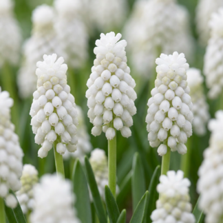 100x Muscari Bianco Magic - Muscari blanc - Blanc - Bulbe naturalisant - Calibre 6/7