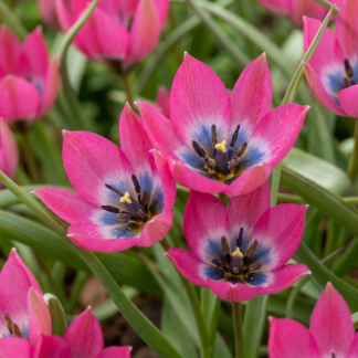 100x Tulipa Little Beauty - Tulipe Little Beauty - Rose - Floraison printanière - Calibre 6/+