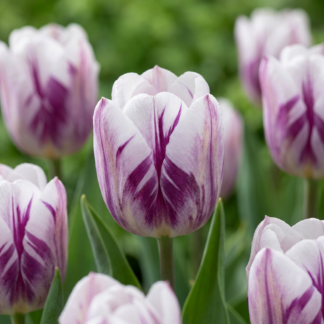 60x Tulipa Flaming Flag - Tulipe Flaming Flag - Blanc et Violet - Floraison printanière - Calibre 11/12