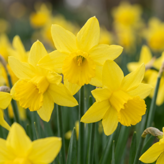 30x Narcissus February Gold - Jonquille February Gold - Jaune - Floraison printanière - Calibre 10/12
