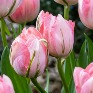 48x Tulipa Double Pink - Tulipe double rose - Rose - Floraison printanière - Calibre 11/12