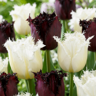 30x Tulipa Breakdance mix - Tulipe Breakdance mix - Divers - Floraison printanière - Calibre 11/12