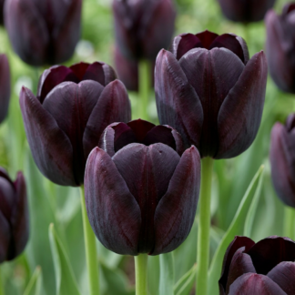 70x Tulipa Black - Tulipe noire - Noir - Floraison printanière - Calibre 10/11