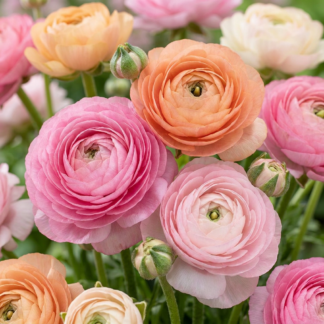 80x Ranunculus Pastel Mix - Renoncule mélange pastel - D - Floraison estivale - Calibre 5/6