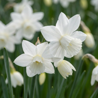 60x Narcissus Triandrus Thalia - Narcisse 'Thalia' - Blanc - Floraison printanière - Calibre 10/12