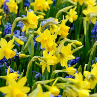 50x Narcissus Tete-A-Tete - Narcisse Tête-à-tête - Jaune - Floraison printanière - Calibre 10/11
