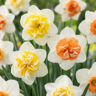 20x Narcissus Macaron Bloss - Narcisse Macaron Bloss - Blanc et Jaune - Floraison printanière - Calibre 12/14