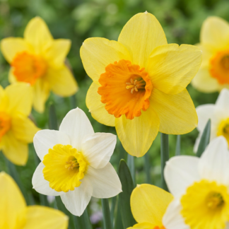 60x Narcissus large Cupped mix - Narcisse à grande couronne en mélange - Jaune et Blanc - Floraison printanière - Calibre 12/14