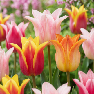 12x Tulipa Ballade mix - Ballade mix tulip - Miscellaneous - Spring bloomer - Bulb size 11/12