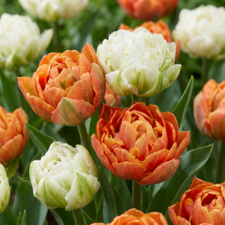 12x Tulipa Candle Light - Tulip Candle Light - Miscellaneous - Spring bloomer - Bulb size 11/12