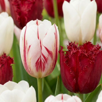 15x Tulipa Dutch Design - Tulip Dutch Design - Pink and Bianco - Spring bloomer - Bulb size 11/12