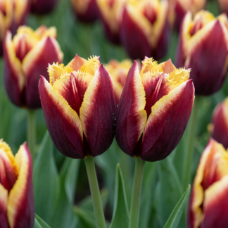15x Tulipa My Favourite Topping - Tulip My Favourite Topping - Miscellaneous - Spring bloomer - Bulb size 11/12