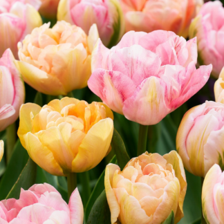 12x Tulipa Peaches & Kisses - Peaches & Kisses Tulip - Miscellaneous - Spring bloomer - Bulb size 11/12
