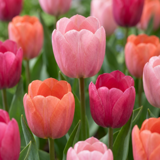 20x Tulipa Positive Vibe - Tulip Positive Vibe - Miscellaneous - Spring bloomer - Bulb size 11/12