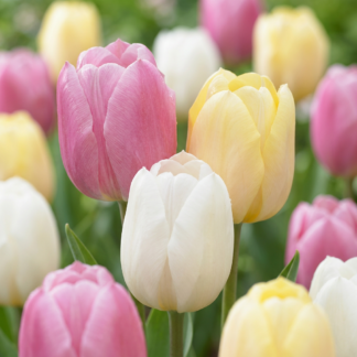 12x Tulipa Sorbet mix - Sorbet mix tulip - Miscellaneous - Spring bloomer - Bulb size 11/12