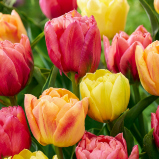 12x Tulipa Symbiosa mix - Symbiosa mix tulip - Miscellaneous - Spring bloomer - Bulb size 11/12