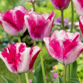 12x Tulipa Mata Hari - Mata Hari tulip - Pink and Bianco - Spring bloomer - Bulb size 11/12
