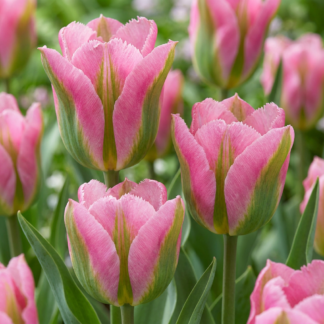 12x Tulipa Striped Crown - Striped Crown Tulip - Miscellaneous - Spring bloomer - Bulb size 11/12