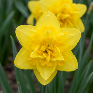 10x Narcissus Golden Ducat - Golden Ducat Daffodil - Yellow - Spring bloomer - Bulb size 12/14