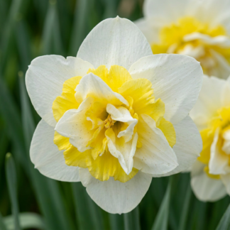 10x Narcissus Ice King - Ice King daffodil - Bianco and Yellow - Spring bloomer - Bulb size 12/14