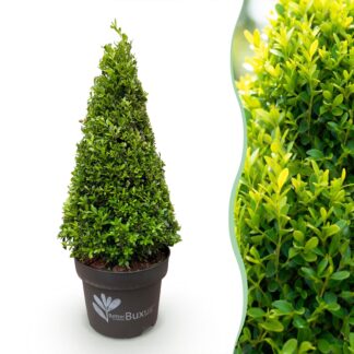 Buxus Pyramid - BetterBuxus Skylight - Resistant to Boxwood Blight - 1 Plant - Pot 23 cm - Height 60–70 cm