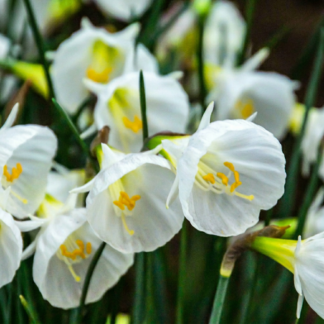 20x Narcissus Bianco Petticoat - Bianco Petticoat daffodil - Bianco - Spring bloomer - Bulb size 6/8