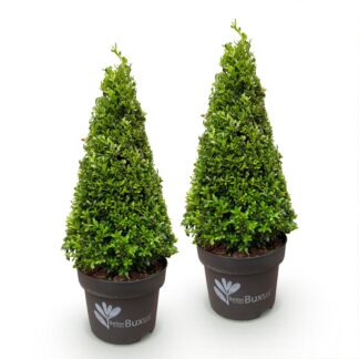 Buxus Pyramid - BetterBuxus Skylight - Resistant to Boxwood Blight - 2 Plants - Pot 23 cm - Height 60–70 cm