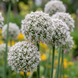 40x Allium Ping Pong - Ping Pong ornamental onion - Bianco - Summer bloomer - Bulb size 6/7