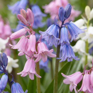 40x Hyacinthoides Hispanica mix - Spanish Blubells mix - Miscellaneous - Naturalizing bulb - Bulb size 7/8
