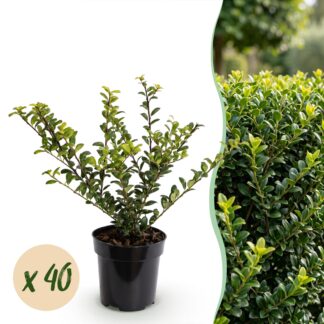 40x Ilex crenata Golden Gem - Japanese Holly - Hedge Plants - Evergreen - Yellow - Pot 9cm - Height 20-30cm