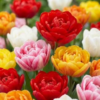 30x Tulipa Double mix - Double mix tulip - Miscellaneous - Spring bloomer - Bulb size 11/13