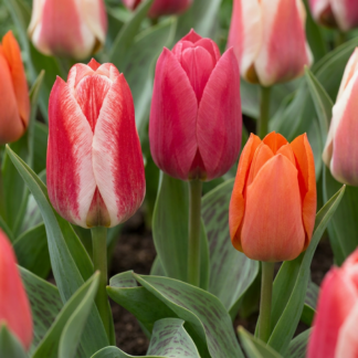 40x Tulipa Greigii mix - Greigii tulip mix - Miscellaneous - Spring bloomer - Bulb size 11/14