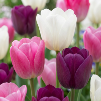 35x Tulipa Pastel mix - Pastel mix tulip - Miscellaneous - Spring bloomer - Bulb size 11/15