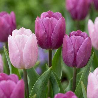 40x Tulipa Prince mix - Prince mix tulip - Miscellaneous - Spring bloomer - Bulb size 11/16
