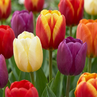 35x Tulipa Triumph mix - Triumph tulip mix - Miscellaneous - Spring bloomer - Bulb size 11/17