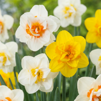 30x Narcissus Double mix - Double daffodil mix - Miscellaneous - Spring bloomer - Bulb size 10/12