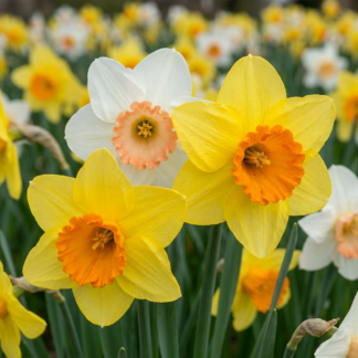 40x Narcissus mix - Mixed daffodils - Miscellaneous - Spring bloomer - Bulb size 10/12