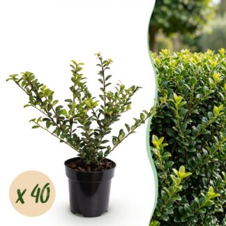 40x Ilex crenata Covenxa - Japanese Holly - Hedge Plants - Evergreen - Green - Pot 9cm - Height 20-30cm