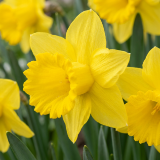 70x Narcissus Yellow - Yellow Daffodil - Yellow - Spring bloomer - Bulb size 10/12