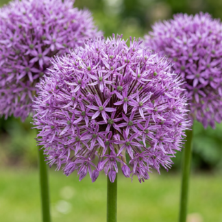 8x Allium Gladiator - Gladiator ornamental onion - Purple - Summer bloomer - Bulb size 16/18