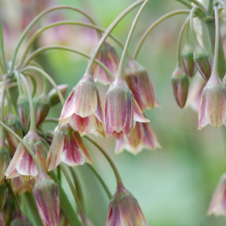 40x Allium Siculum - Sicilian honey garlic - Cream and Pink - Summer bloomer - Bulb size 10/12